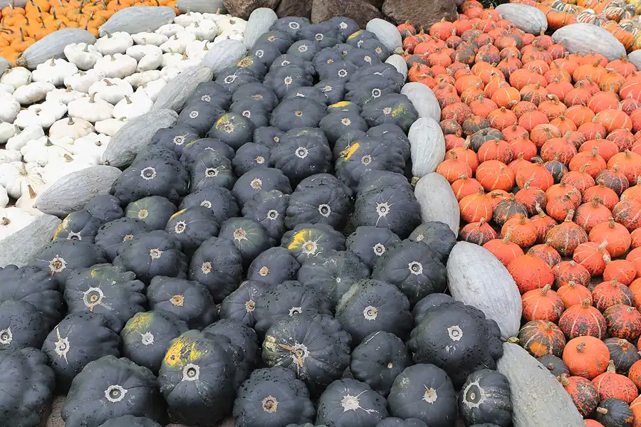 045 | 2015 | Beelitz GT Klaistow | Kürbisausstellung | © carsten riede fotografie