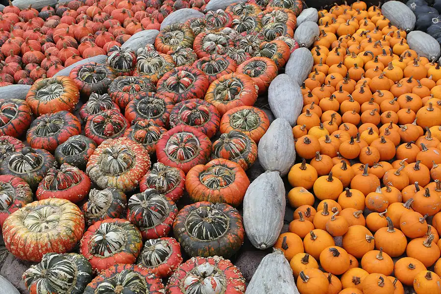 046 | 2015 | Beelitz GT Klaistow | Kürbisausstellung | © carsten riede fotografie
