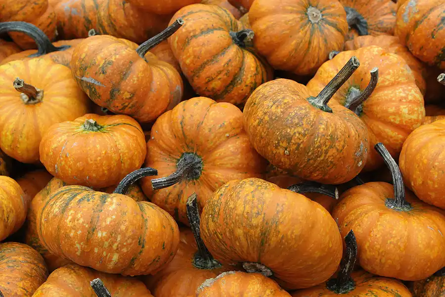 048 | 2015 | Beelitz GT Klaistow | Kürbisausstellung | © carsten riede fotografie