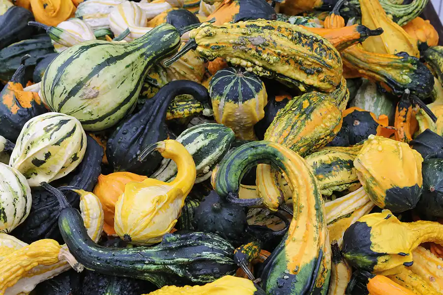 049 | 2015 | Beelitz GT Klaistow | Kürbisausstellung | © carsten riede fotografie