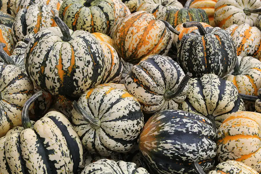 050 | 2015 | Beelitz GT Klaistow | Kürbisausstellung | © carsten riede fotografie