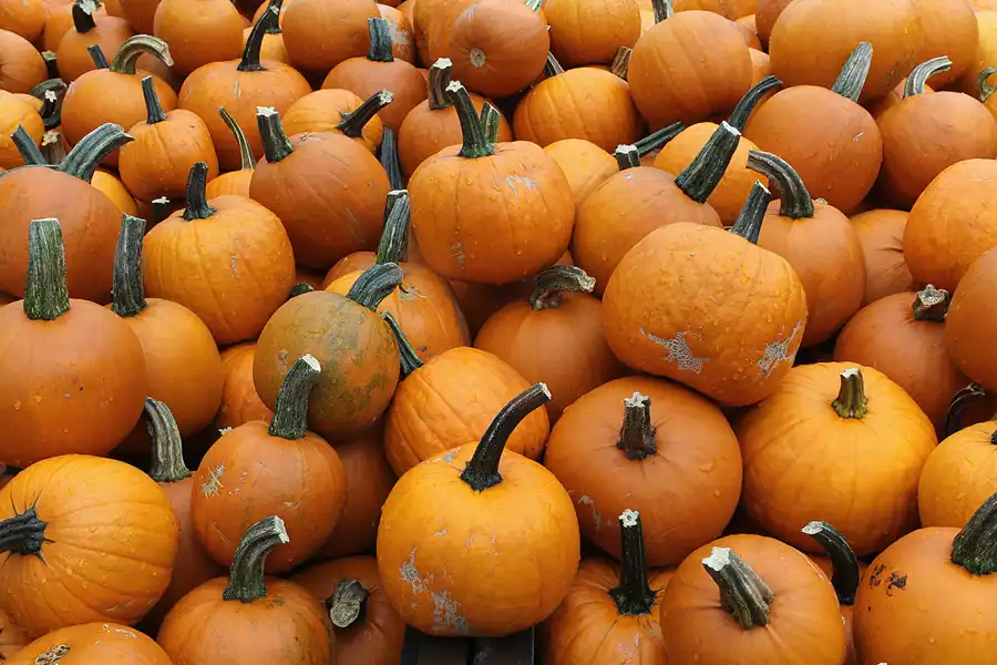 054 | 2015 | Beelitz GT Klaistow | Kürbisausstellung | © carsten riede fotografie