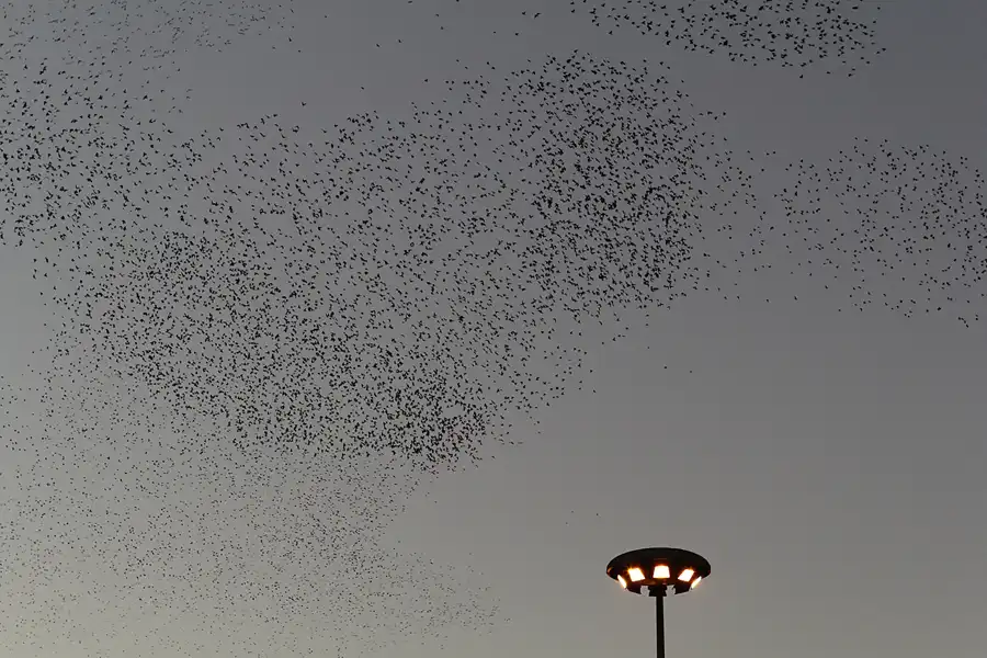 120 | 2015 | Roma | Termini – Die Vögel | © carsten riede fotografie