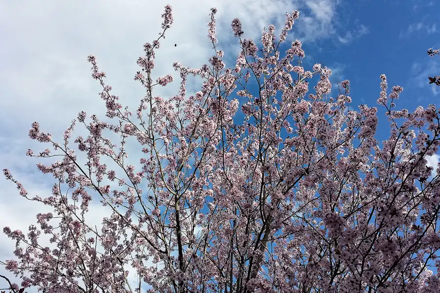 389 | 2016 | Barcelona | Circuit De Catalunya | © carsten riede fotografie