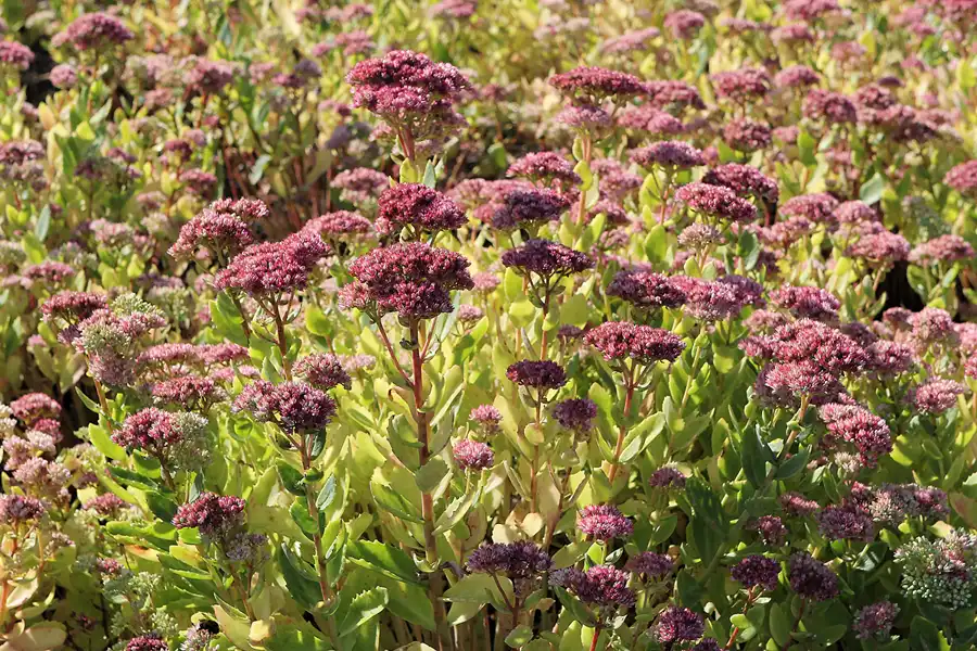 015 | 2016 | Nochten | Findlingspark | © carsten riede fotografie