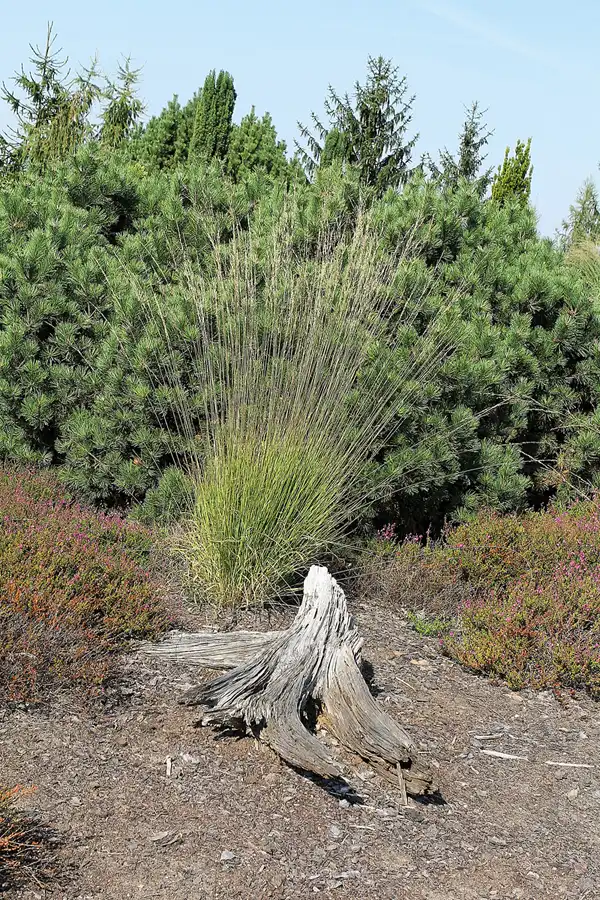 030 | 2016 | Nochten | Findlingspark | © carsten riede fotografie