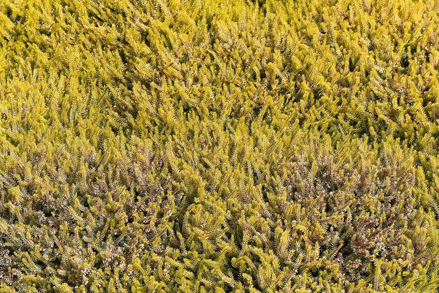 031 | 2016 | Nochten | Findlingspark | © carsten riede fotografie