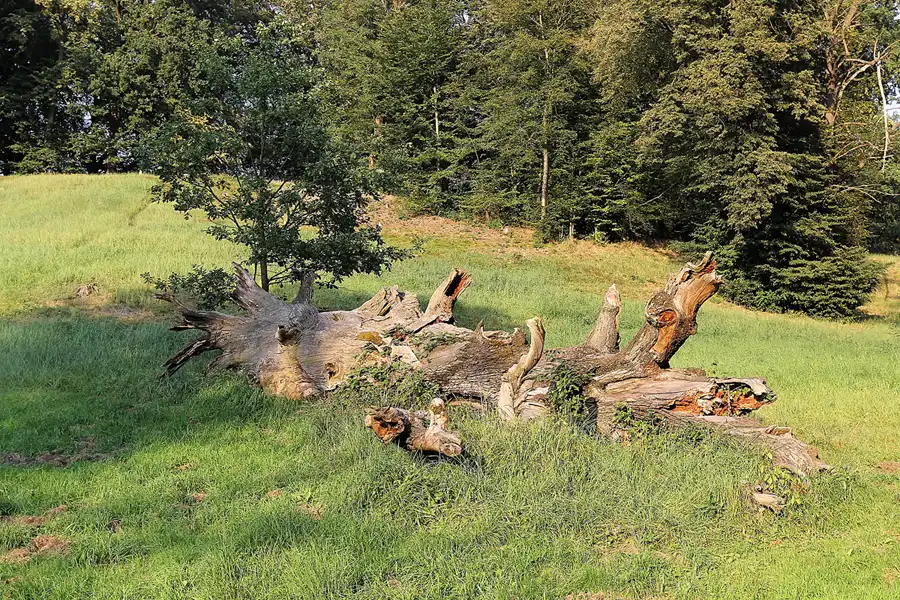 020 | 2016 | Bad Muskau | Fürst Pückler Park | © carsten riede fotografie