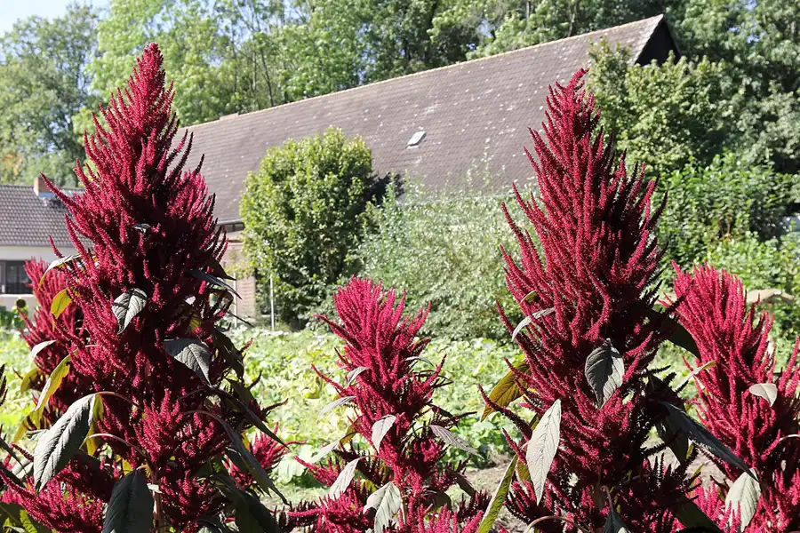 131 | 2016 | Spreewald | Kahnfahrt Lübbenau – Lehde – Lübbenau | © carsten riede fotografie
