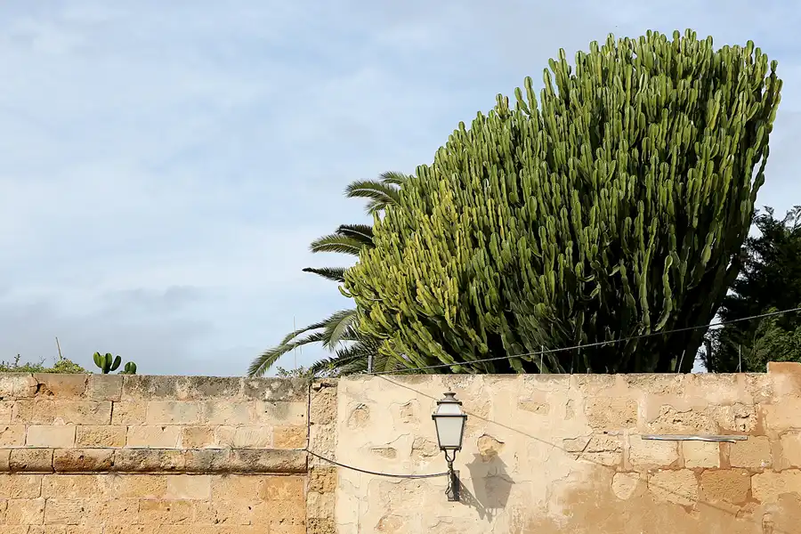 081 | 2016 | Palma De Mallorca | © carsten riede fotografie