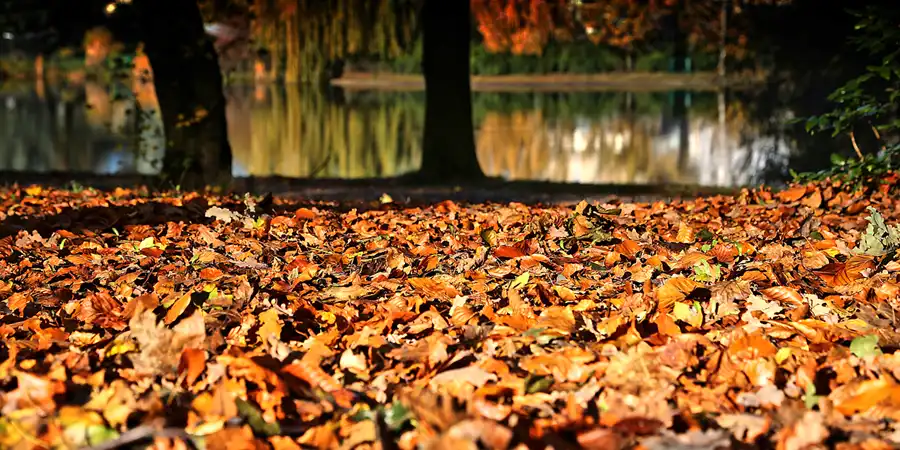 097 | 2017 | Berlin | Obersee-Orankesee-Park | © carsten riede fotografie