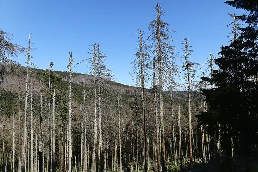 045 | 2017 | Harz | © carsten riede fotografie