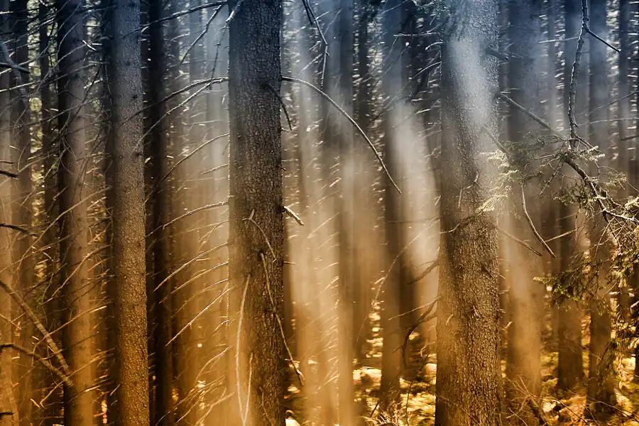 117 | 2017 | Harz | Brockenbahn | © carsten riede fotografie