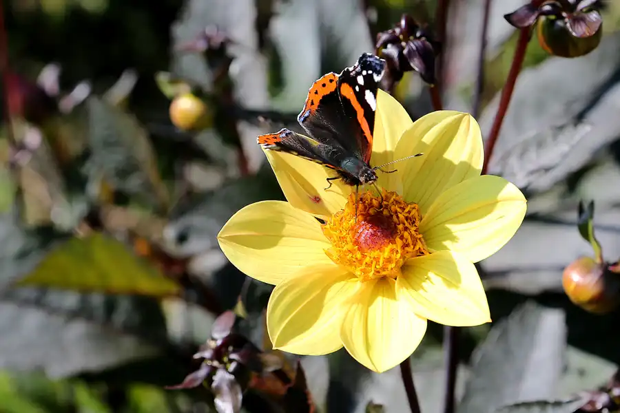 014 | 2017 | Berlin | IGA 2017 – Internationale Gartenausstellung | © carsten riede fotografie