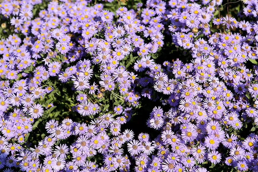 016 | 2017 | Berlin | IGA 2017 – Internationale Gartenausstellung | © carsten riede fotografie