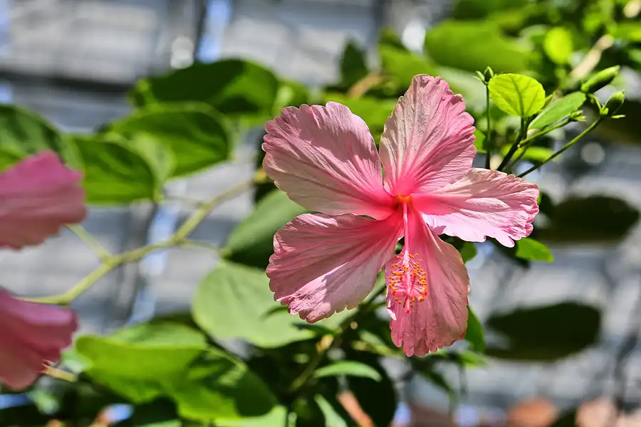 031 | 2017 | Berlin | IGA 2017 – Internationale Gartenausstellung | © carsten riede fotografie