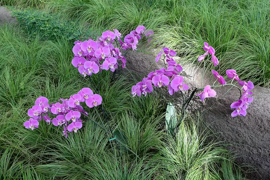 033 | 2017 | Berlin | IGA 2017 – Internationale Gartenausstellung | © carsten riede fotografie