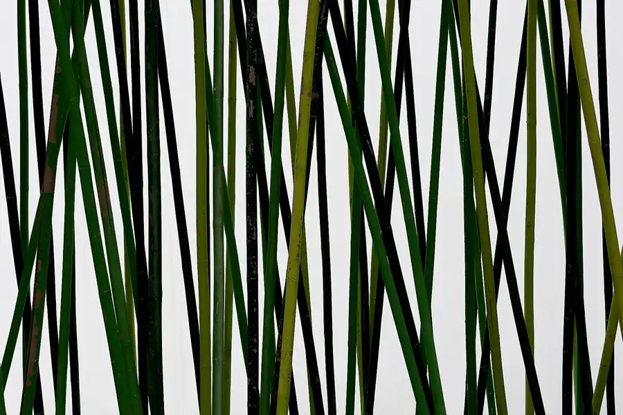 049 | 2017 | Berlin | IGA 2017 – Internationale Gartenausstellung | © carsten riede fotografie