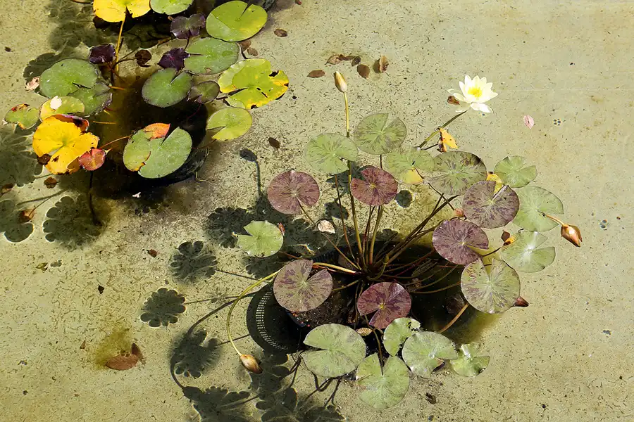059 | 2017 | Berlin | IGA 2017 – Internationale Gartenausstellung | © carsten riede fotografie