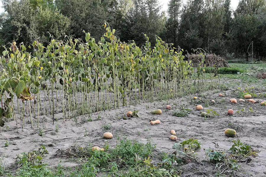 144 | 2017 | Chernobyl Zone | © carsten riede fotografie