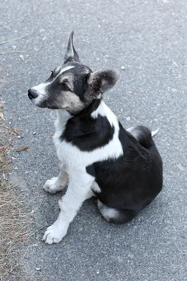 189 | 2017 | Chernobyl Zone | © carsten riede fotografie