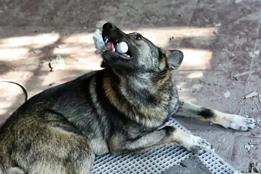 019 | 2017 | Chernobyl Zone | Duga-1 (Chernobyl-2) Radar Station | © carsten riede fotografie
