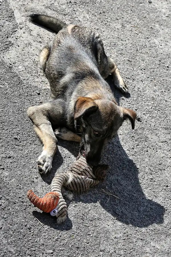 099 | 2017 | Chernobyl Zone | Duga-1 (Chernobyl-2) Radar Station | © carsten riede fotografie