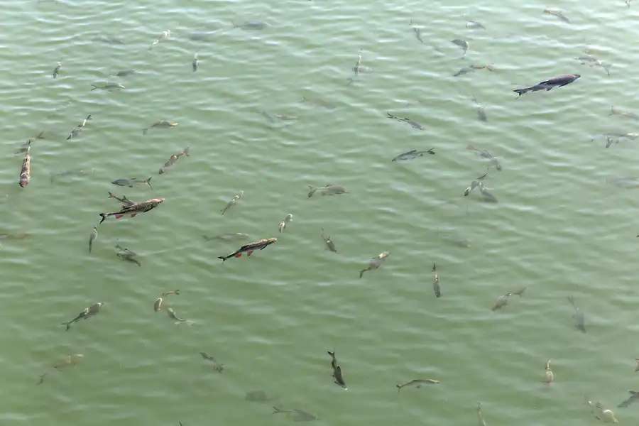 049 | 2017 | Chernobyl | Nuclear Power Plant Zone – Catfishes | © carsten riede fotografie