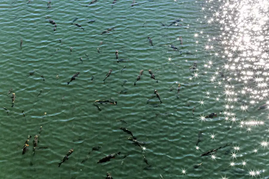 050 | 2017 | Chernobyl | Nuclear Power Plant Zone – Catfishes | © carsten riede fotografie