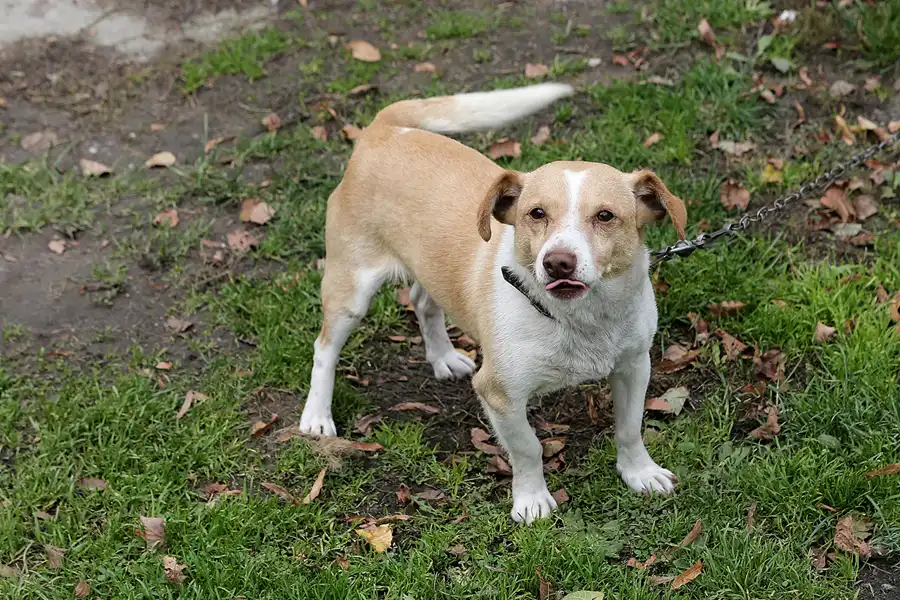050 | 2017 | Krowiarki | Schloss Polnisch Krawarn | © carsten riede fotografie