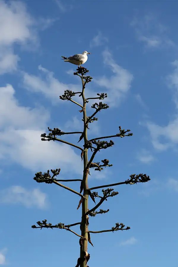 050 | 2018 | Barcelona | Montjuic | © carsten riede fotografie