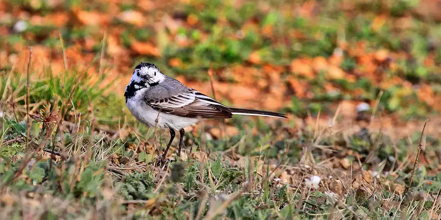 368 | 2018 | Barcelona | Circuit De Barcelona-Catalunya | © carsten riede fotografie