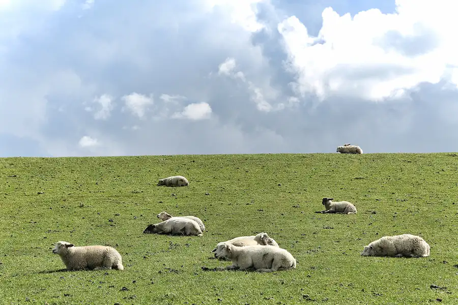 064 | 2018 | Westerhever | © carsten riede fotografie