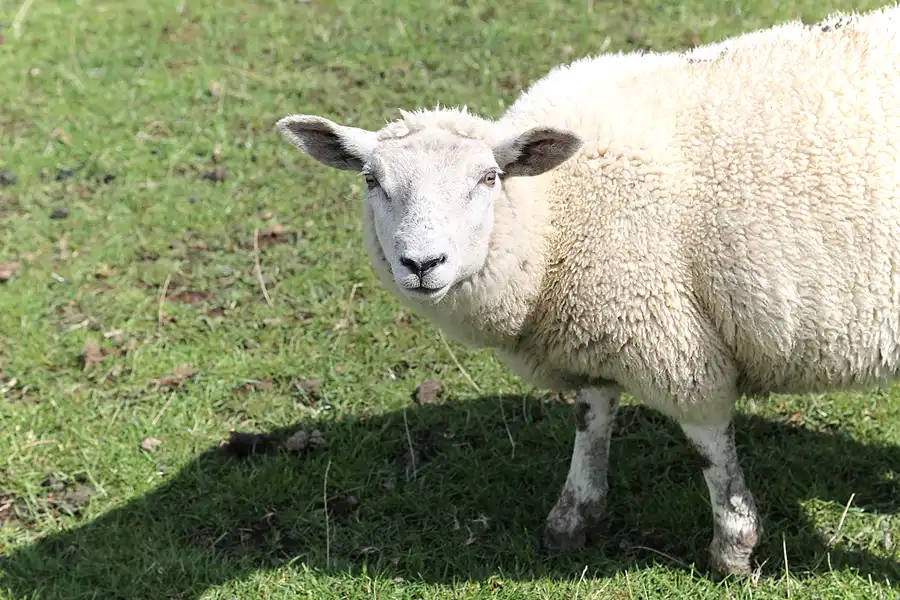 065 | 2018 | Westerhever | © carsten riede fotografie