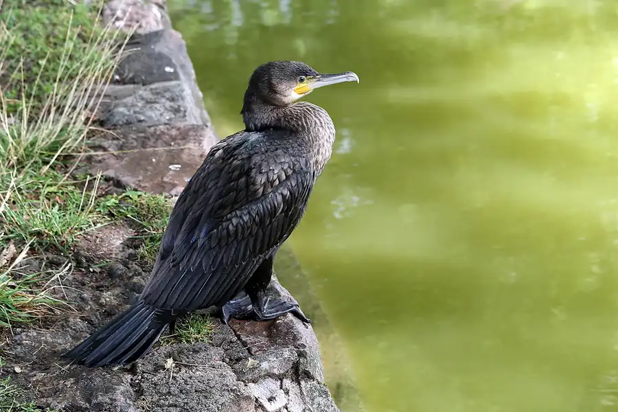 113 | 2018 | Heide | © carsten riede fotografie