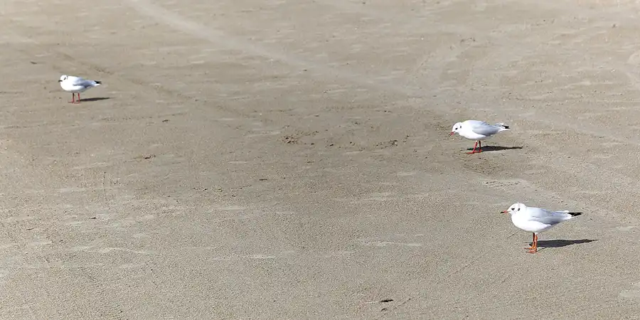 022 | 2018 | Rømø | Lakolk | © carsten riede fotografie