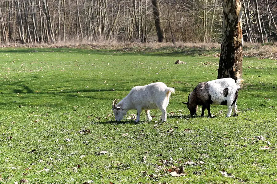 029 | 2019 | Boitzenburg | © carsten riede fotografie