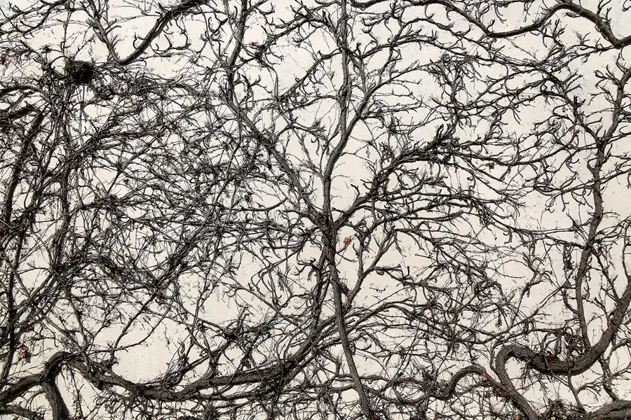 050 | 2019 | Boitzenburg | © carsten riede fotografie