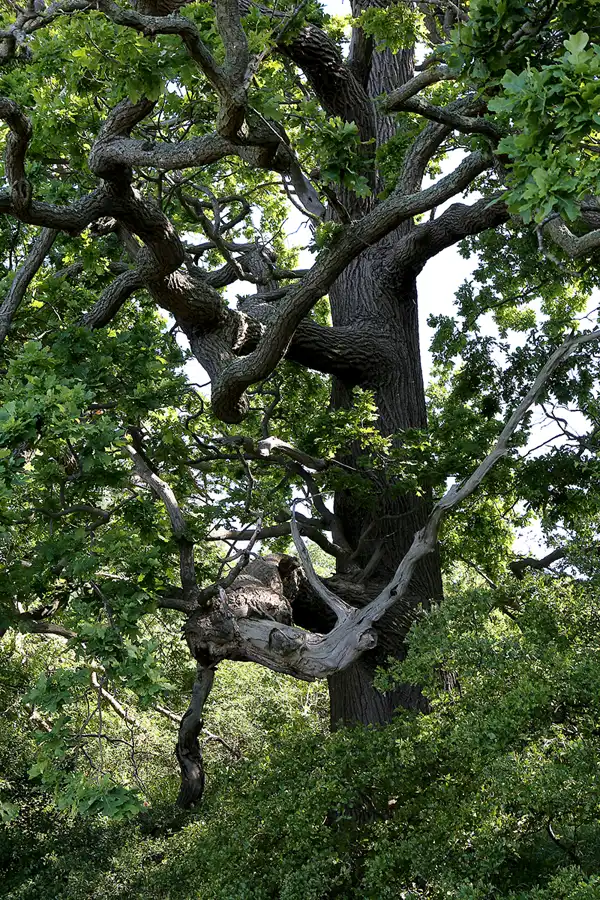 003 | 2019 | Insel Vilm | © carsten riede fotografie