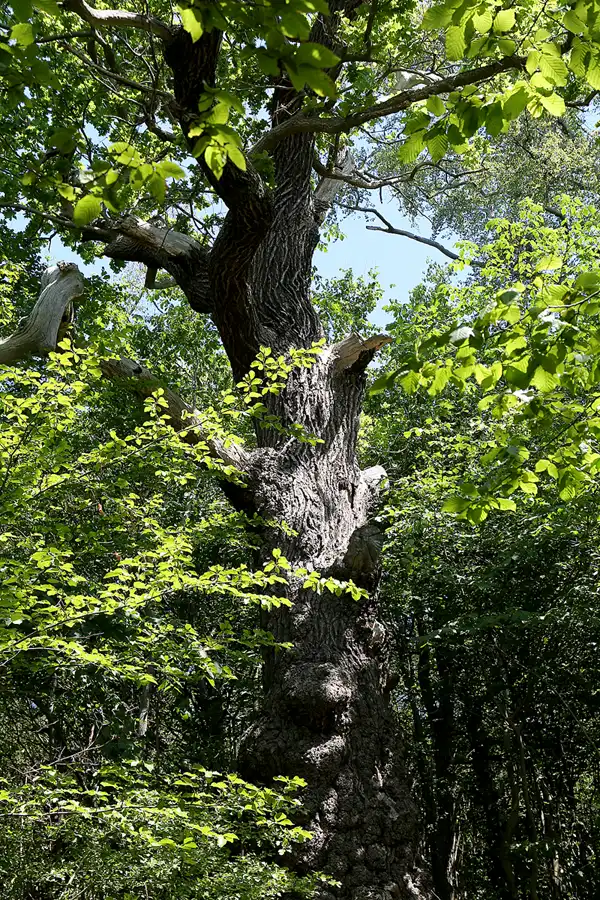 013 | 2019 | Insel Vilm | © carsten riede fotografie
