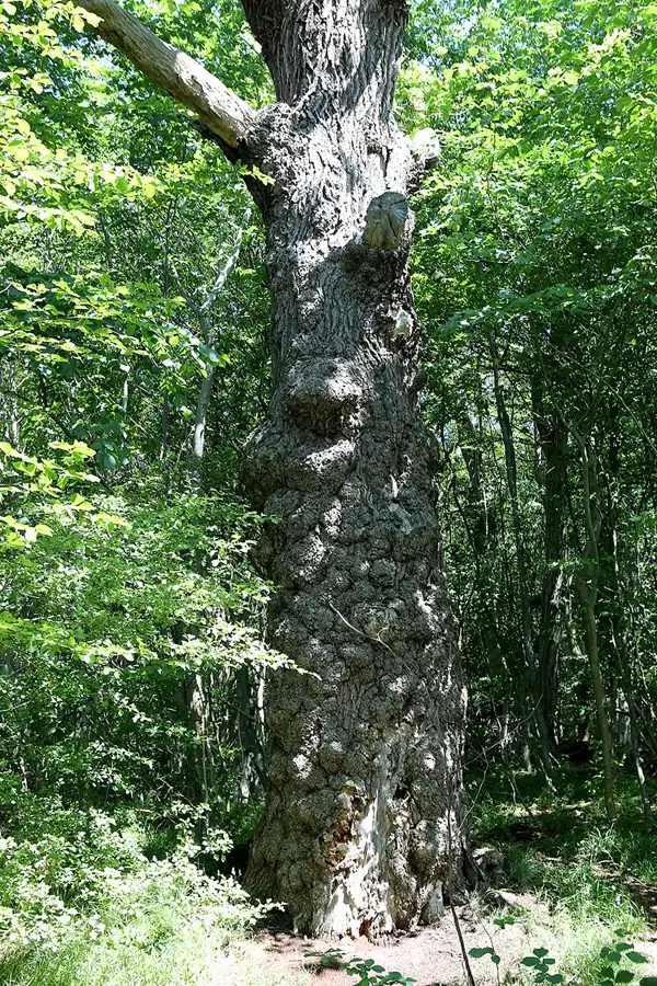 014 | 2019 | Insel Vilm | © carsten riede fotografie