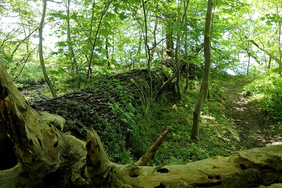 017 | 2019 | Insel Vilm | © carsten riede fotografie