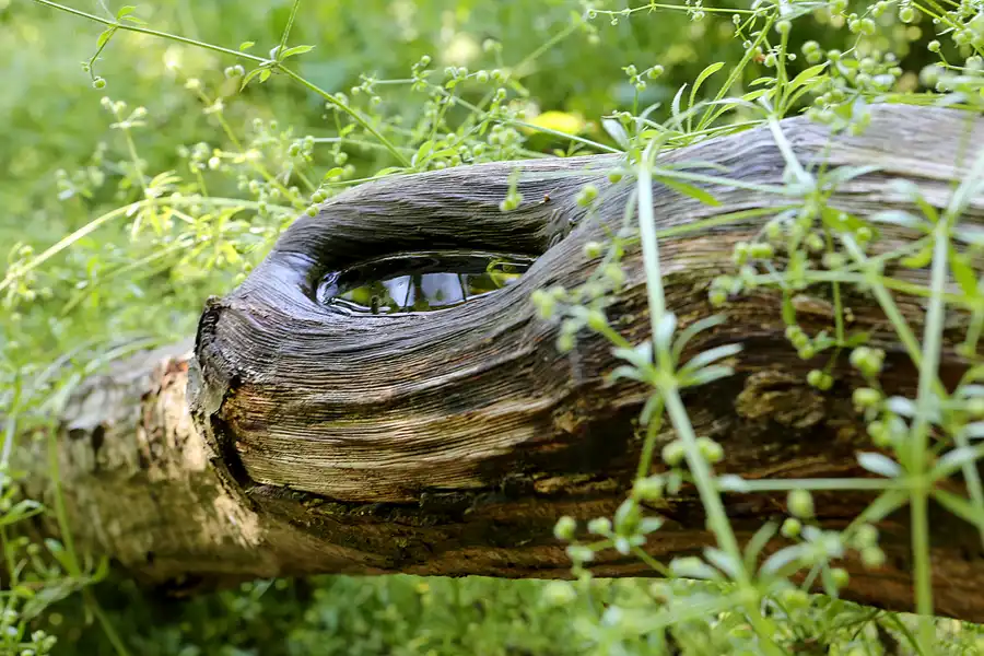 018 | 2019 | Insel Vilm | © carsten riede fotografie
