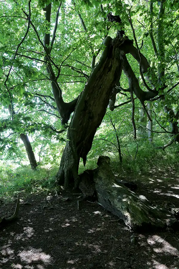 022 | 2019 | Insel Vilm | © carsten riede fotografie