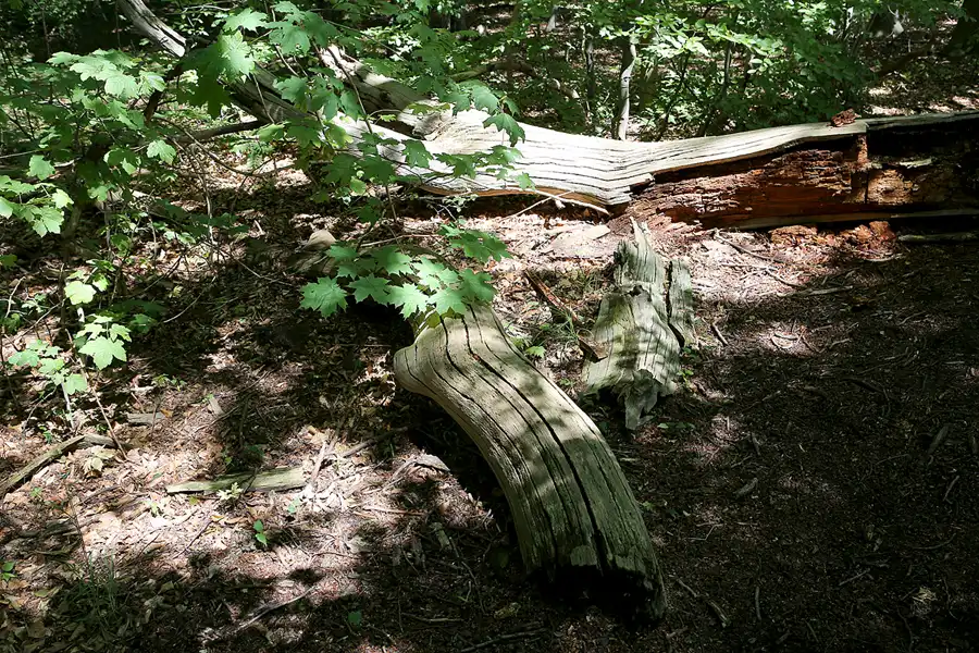 023 | 2019 | Insel Vilm | © carsten riede fotografie