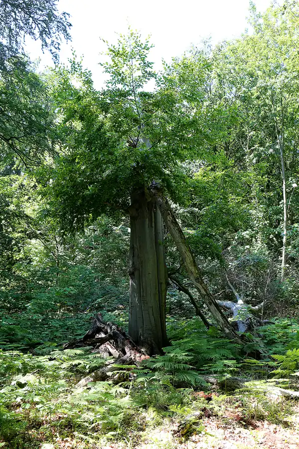 024 | 2019 | Insel Vilm | © carsten riede fotografie