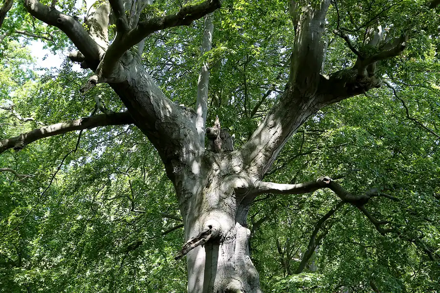 026 | 2019 | Insel Vilm | © carsten riede fotografie