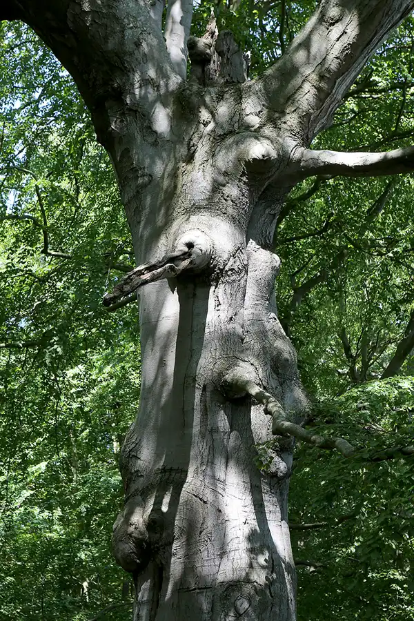 027 | 2019 | Insel Vilm | © carsten riede fotografie