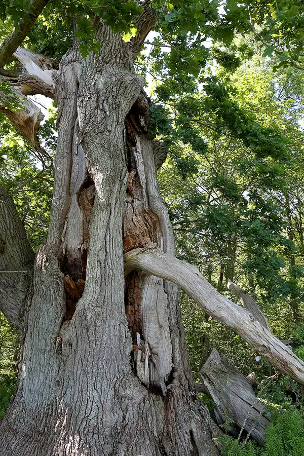 028 | 2019 | Insel Vilm | © carsten riede fotografie