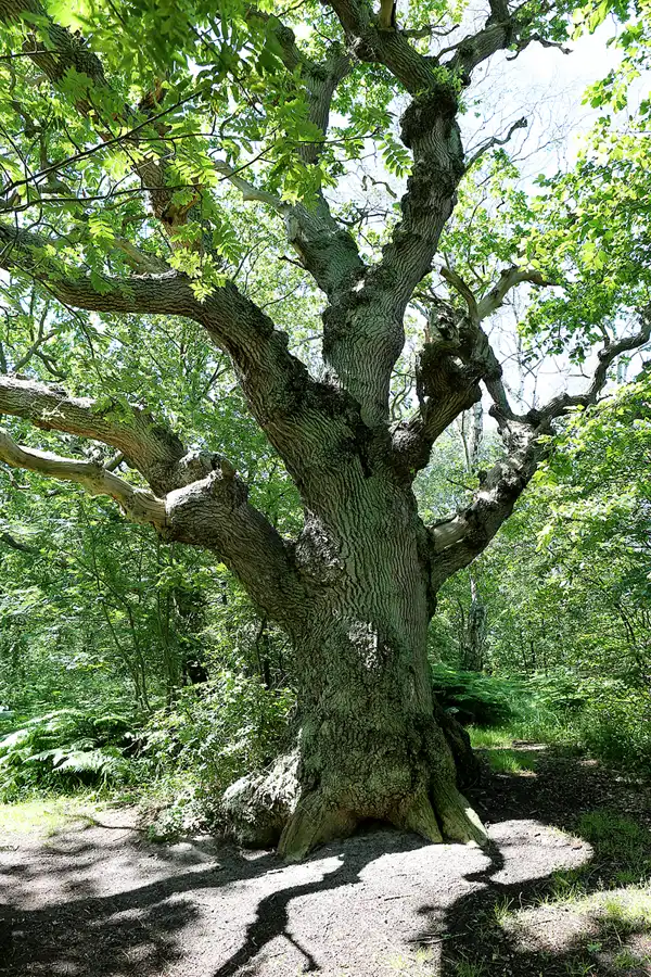 029 | 2019 | Insel Vilm | © carsten riede fotografie